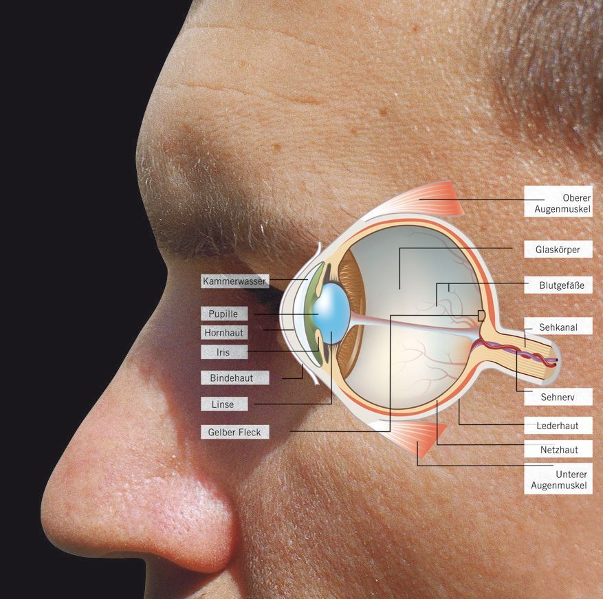Ersatzgläser für Brillen Uranus und 870 Produktbild Ersatzgläser für Brillen Uranus und 870 bild 2