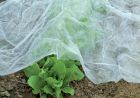CircumPro Universal Garten Vlies 10x1,5m, 17g pro qm