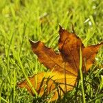 Pflegehinweise im Herbst