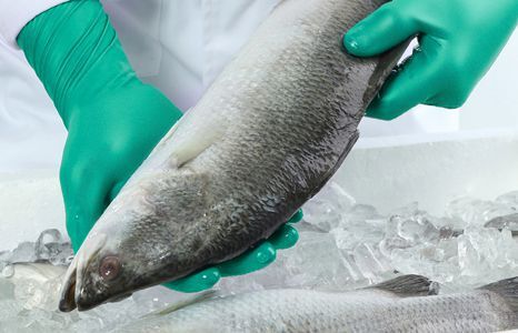 arbeitskleidung schutz handschutz lebensmittelhandschuhe teaser Produktbild arbeitskleidung schutz handschutz lebensmittelhandschuhe teaser