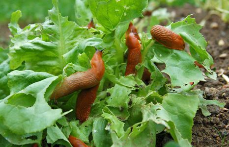 garten schaedlingsbekaempfung teaser Produktbild garten schaedlingsbekaempfung teaser