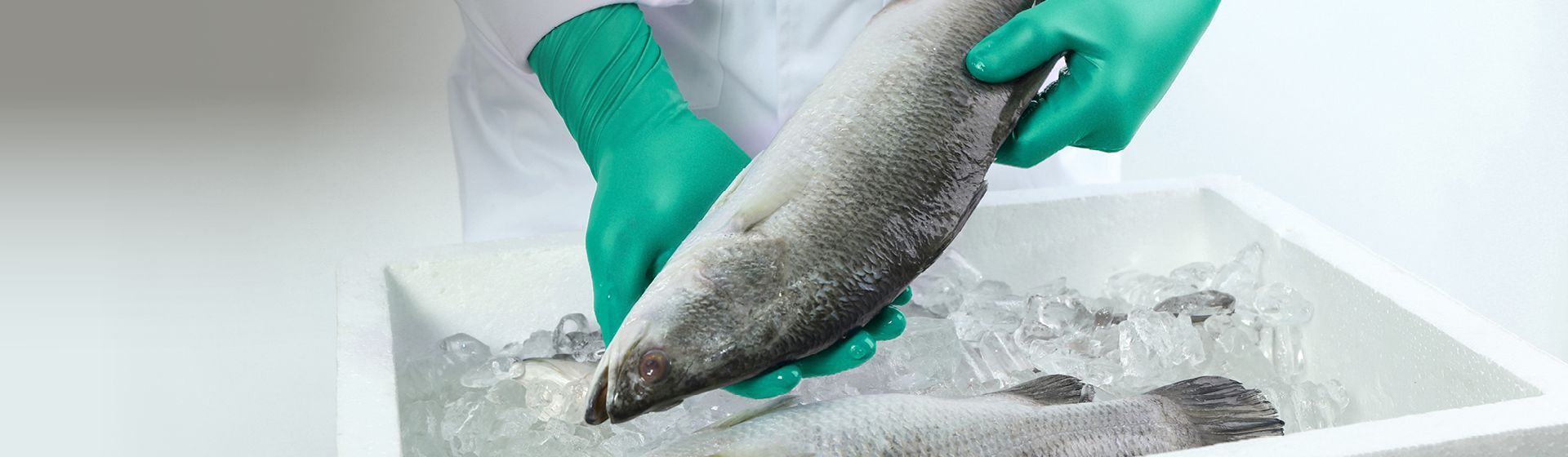 Grüner Ansell LEbensmittelhandschuh im Einsatz beim Verpacken von Fisch