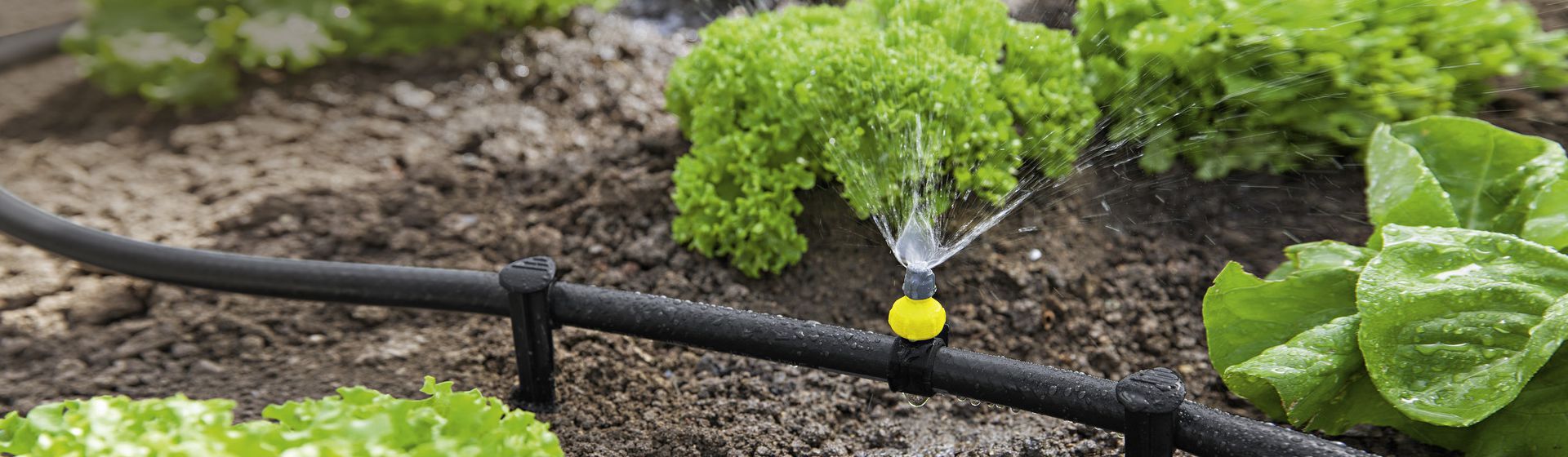 Kärcher Sprinklersystem in einem Salatbeet Kärcher Sprinklersystem in einem Salatbeet