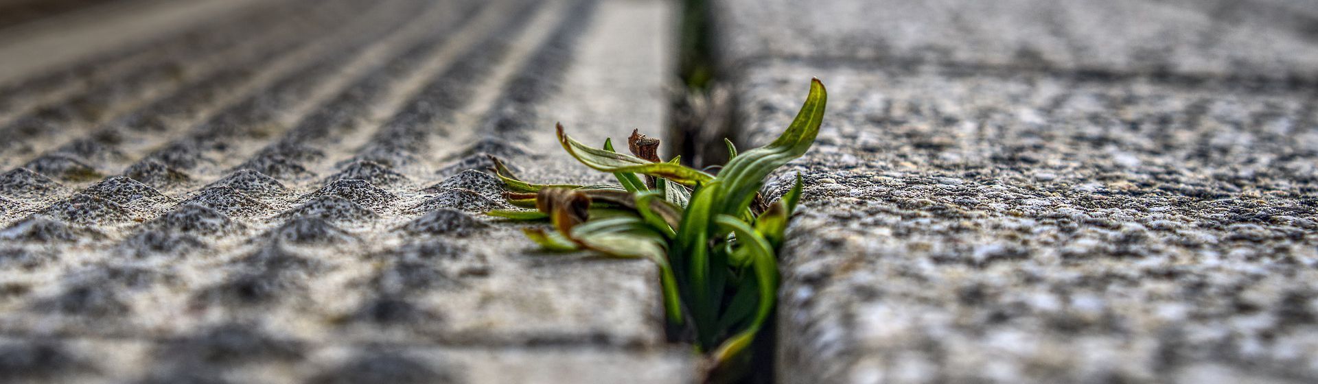 Aus einer Fuge herauswachsende Grasbüschel Aus einer Fuge herauswachsende Grasbüschel