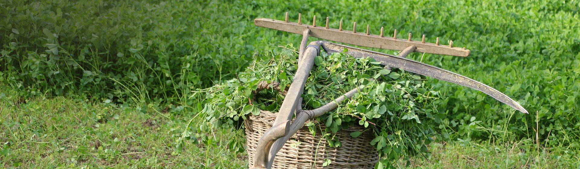 Sense und weiteres Werkzeug auf einem Korb mit Wiesenschnitt liegend, der auf einem Feld steht Sense und weiteres Werkzeug auf einem Korb mit Wiesenschnitt liegend, der auf einem Feld steht