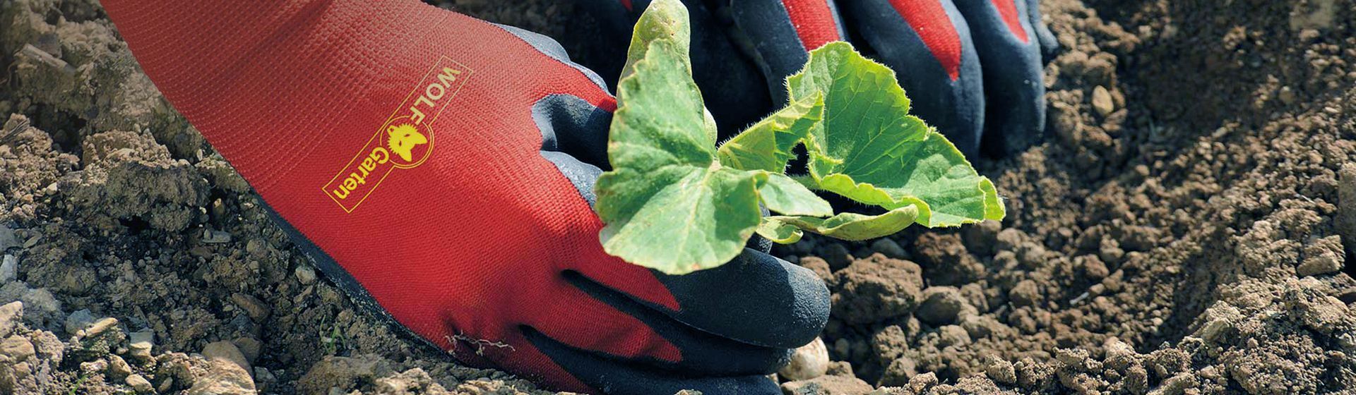 Rote Gartenhandschuhe von Wolf-Garten beim Einpflanzen eines Kopfsalat Setzlings Rote Gartenhandschuhe von Wolf-Garten beim Einpflanzen eines Kopfsalat Setzlings