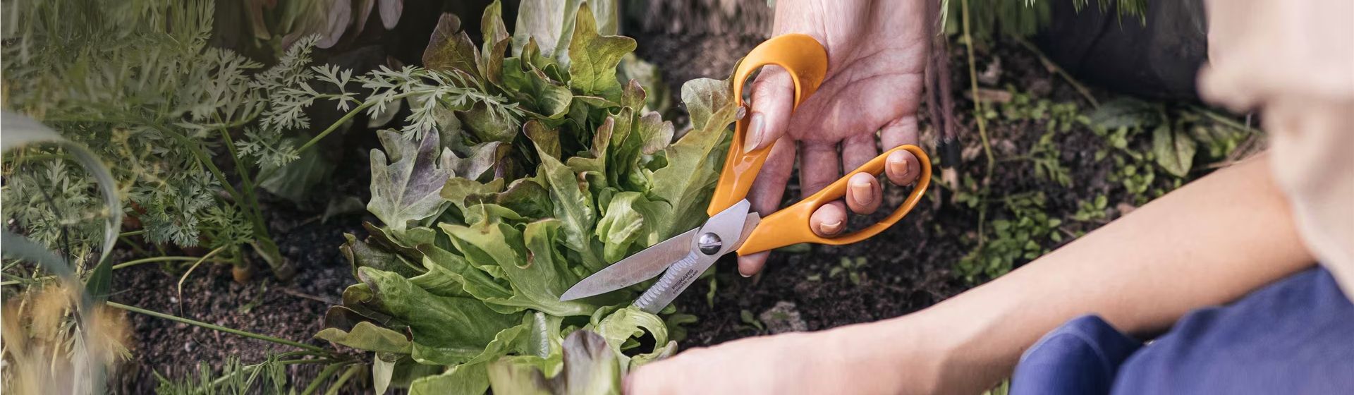Fiskars Gartenschere im Einsatz beim Ernten eines Salatkopfes Fiskars Gartenschere im Einsatz beim Ernten eines Salatkopfes