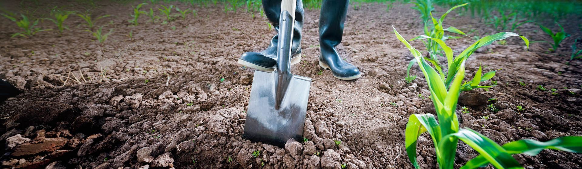 Spaten von SHW Schmiedetechnik beim Umgraben in Nahaufnahme Spaten von SHW Schmiedetechnik beim Umgraben in Nahaufnahme