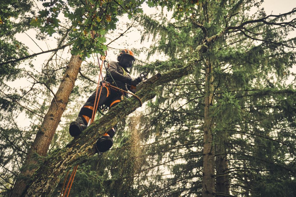 Produktbild Akku Kettensäge MSA 220 TC-O PS3 Pro Schienenlänge 30 cm bild 6